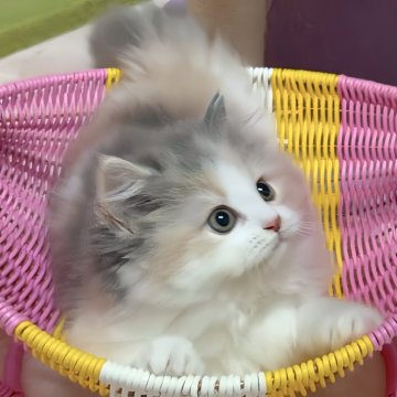 マンチカン(長足)【愛媛県・女の子・2025年7月25日・ダイリュートキャリコ】の写真「ムッチムッチのむっちゃ可愛い女の子💓🥰」
