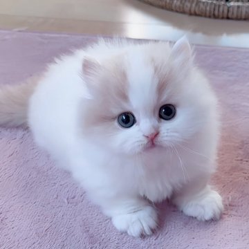 ミヌエット(短足)【愛媛県・男の子・2025年10月5日・クリームタビーアンドホワイト】の写真「スペシャルに可愛い男の子💓💓」