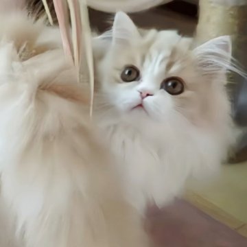 ミヌエット(長足)【愛媛県・男の子・2025年6月17日・クリームタビーアンドホワイト】の写真「ズバリ可愛い🥰💓」