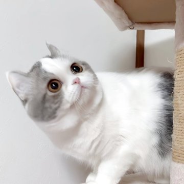 ミヌエット(長足)【愛媛県・女の子・2025年4月15日・ブルータビーアンドホワイト】の写真「おめめくりくりの穏やかな可愛い女の子🥰❤️」