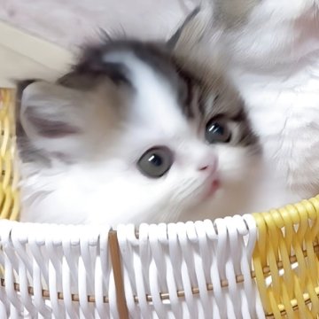 ミヌエット(短足)【愛媛県・女の子・2025年9月16日・ブラウンタビーアンドホワイト】の写真「無茶苦茶可愛い女の子💓」