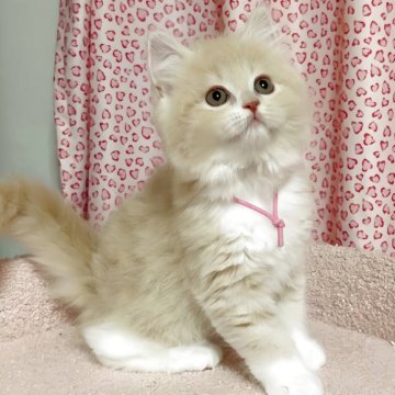 スコティッシュフォールド(立ち耳)【愛媛県・女の子・2025年10月10日・クリームタビーアンドホワイト】の写真「美猫ちゃん❤️❤️」