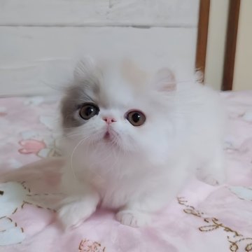 ミヌエット(短足)【愛媛県・女の子・2025年1月6日・ダイリュートキャリコ】の写真「可愛すぎる😘極短　お耳カールの女の子😊❤️」