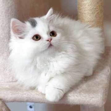 ミヌエット(長足)【愛媛県・男の子・2025年2月28日・ブルータビーアンドホワイト】の写真「美猫💓💓艶々ふさふさ❤️❤️」