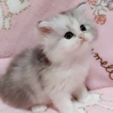 ミヌエット