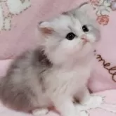 ミヌエット(長足)