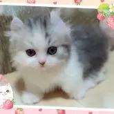 ミヌエット(短足)