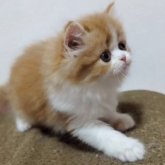 ミヌエット(長足)