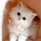 ペルシャ(チンチラ)