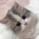 ミヌエット(長足)