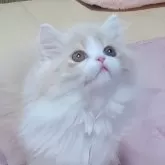ミヌエット(長足)