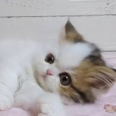 ミヌエット(長足)