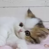 ミヌエット(長足)