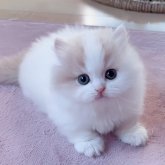 ミヌエット(短足)