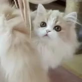 ミヌエット(長足)