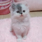 ミヌエット