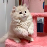 マンチカン(短足)