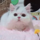 ミヌエット(長足)