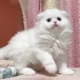 スコティッシュフォールド(折れ耳)