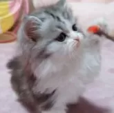 ミヌエット(長足)
