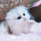 ミヌエット