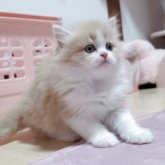 ミヌエット(長足)