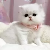 ペルシャ(チンチラ)