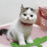 ミヌエット(長足)