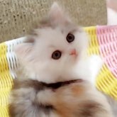 ミヌエット