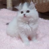 ミヌエット