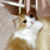スコティッシュフォールド(立ち耳)