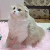 スコティッシュフォールド(折れ耳)