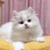 ミヌエット(長足)