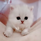 ペルシャ(チンチラ)