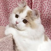ミヌエット