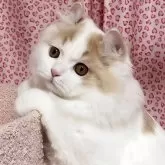 ミヌエット(長足)