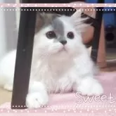 ミヌエット(長足)【愛媛県・男の子・2025年5月14日・ブルータビーアンドホワイト】の写真2