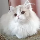 ミヌエット(長足)【愛媛県・男の子・2025年6月17日・クリームタビーアンドホワイト】の写真2