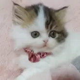 ミヌエット(短足)【愛媛県・女の子・2025年9月16日・ブラウンタビーアンドホワイト】の写真2