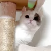 ミヌエット(長足)【愛媛県・女の子・2025年4月15日・ブルータビーアンドホワイト】の写真3