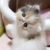 エキゾチックショートヘア【愛媛県・女の子・2025年10月8日・キャリコ ロング】の写真3