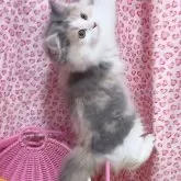 マンチカン(長足)【愛媛県・女の子・2025年7月25日・ダイリュートキャリコ】の写真3