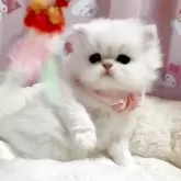 ペルシャ(チンチラ)【愛媛県・女の子・2025年10月11日・チンチラシルバー】の写真3