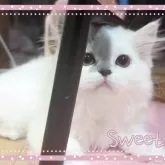 ミヌエット(長足)【愛媛県・男の子・2025年5月14日・ブルータビーアンドホワイト】の写真3