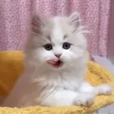 ミヌエット(長足)【愛媛県・男の子・2025年10月5日・クリームタビーアンドホワイト】の写真3