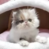 エキゾチックショートヘア【愛媛県・女の子・2025年10月8日・キャリコ ロング】の写真4