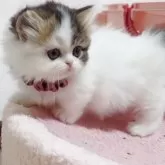 ミヌエット(短足)【愛媛県・女の子・2025年9月16日・ブラウンタビーアンドホワイト】の写真4