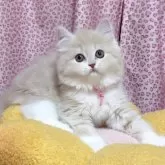 スコティッシュフォールド(立ち耳)【愛媛県・女の子・2025年10月10日・クリームタビーアンドホワイト】の写真4