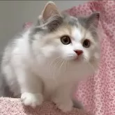 マンチカン(長足)【愛媛県・女の子・2025年7月25日・ダイリュートキャリコ】の写真4