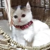 ミヌエット(長足)【愛媛県・女の子・2025年9月16日・ブラウンタビーアンドホワイト】の写真4